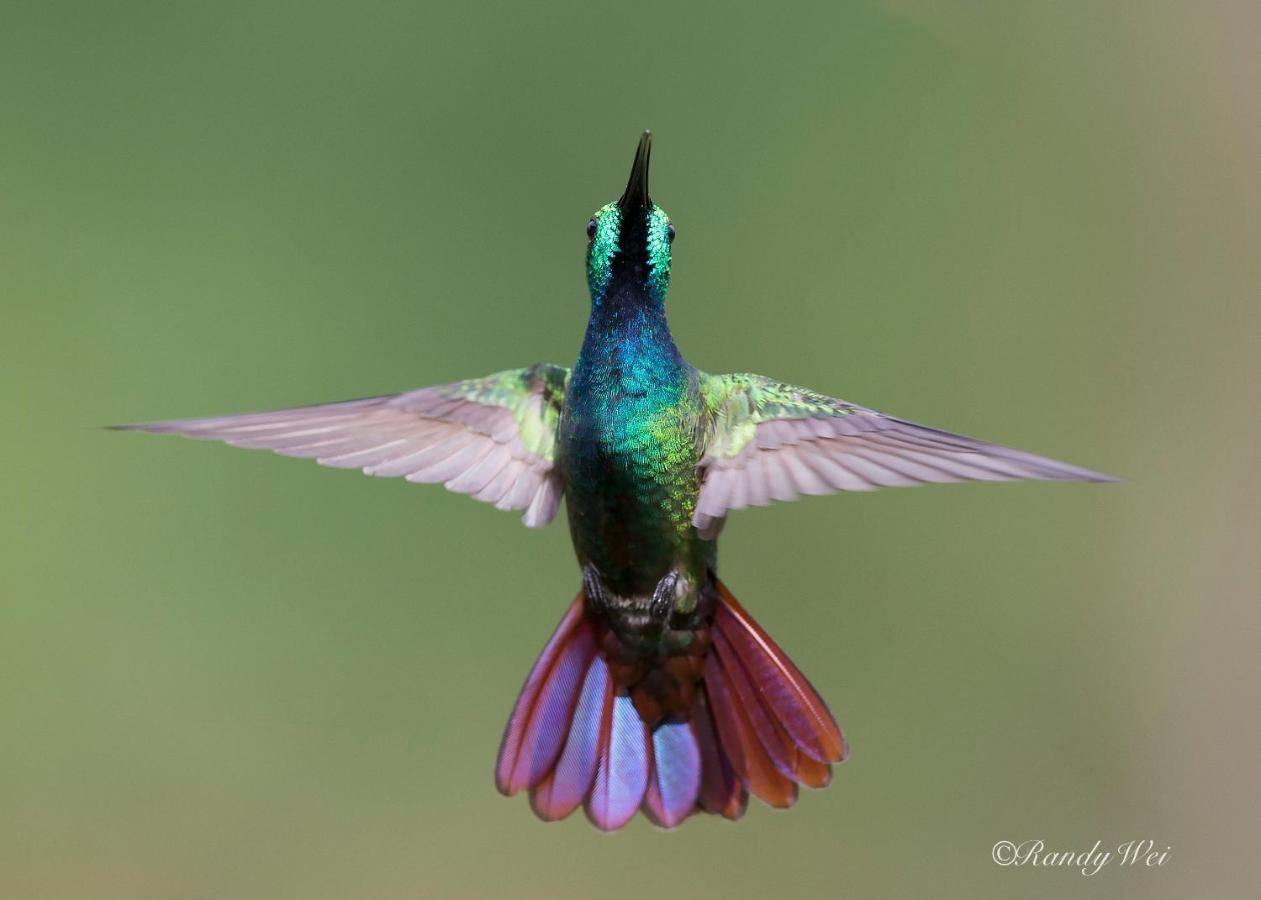 Arte De Plumas Birding Lodge Картаго Екстер'єр фото