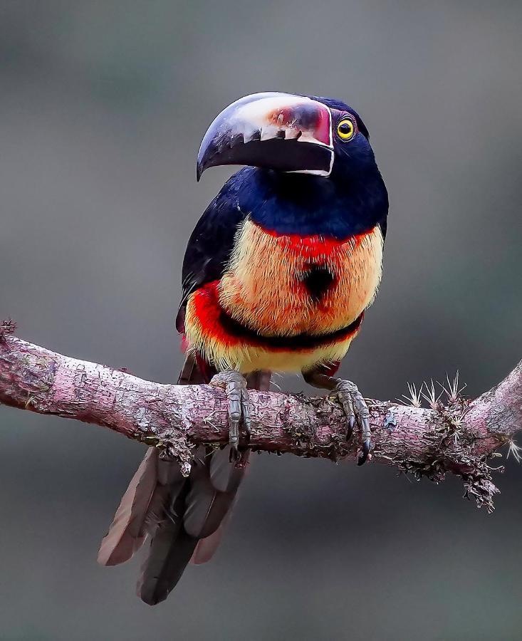 Arte De Plumas Birding Lodge Картаго Екстер'єр фото