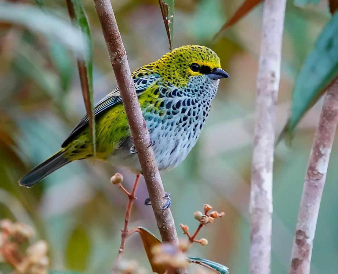 Arte De Plumas Birding Lodge Картаго Екстер'єр фото