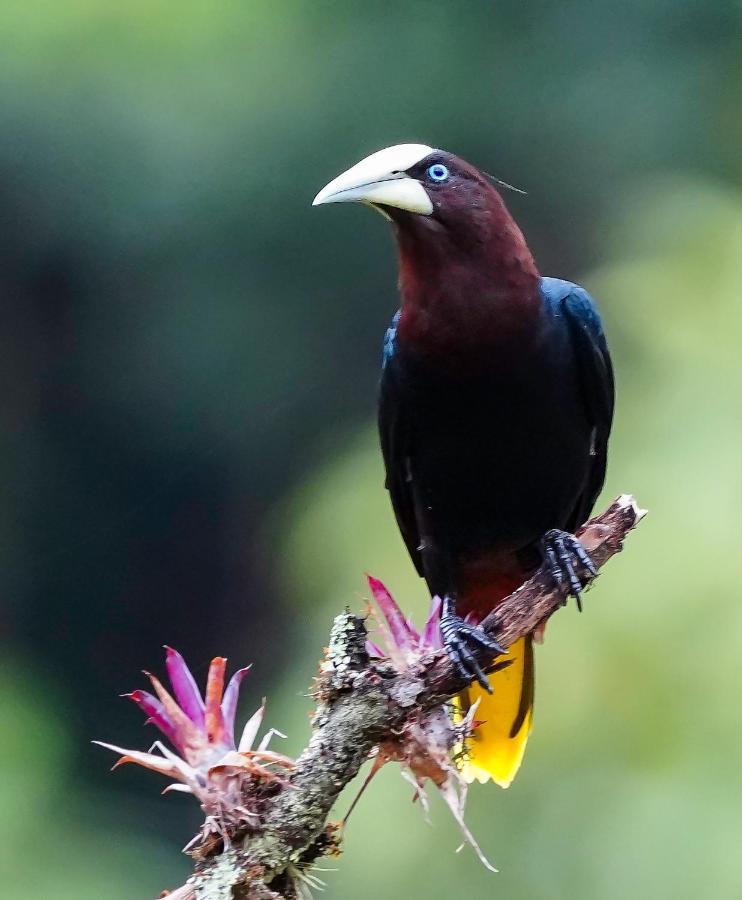 Arte De Plumas Birding Lodge Картаго Екстер'єр фото