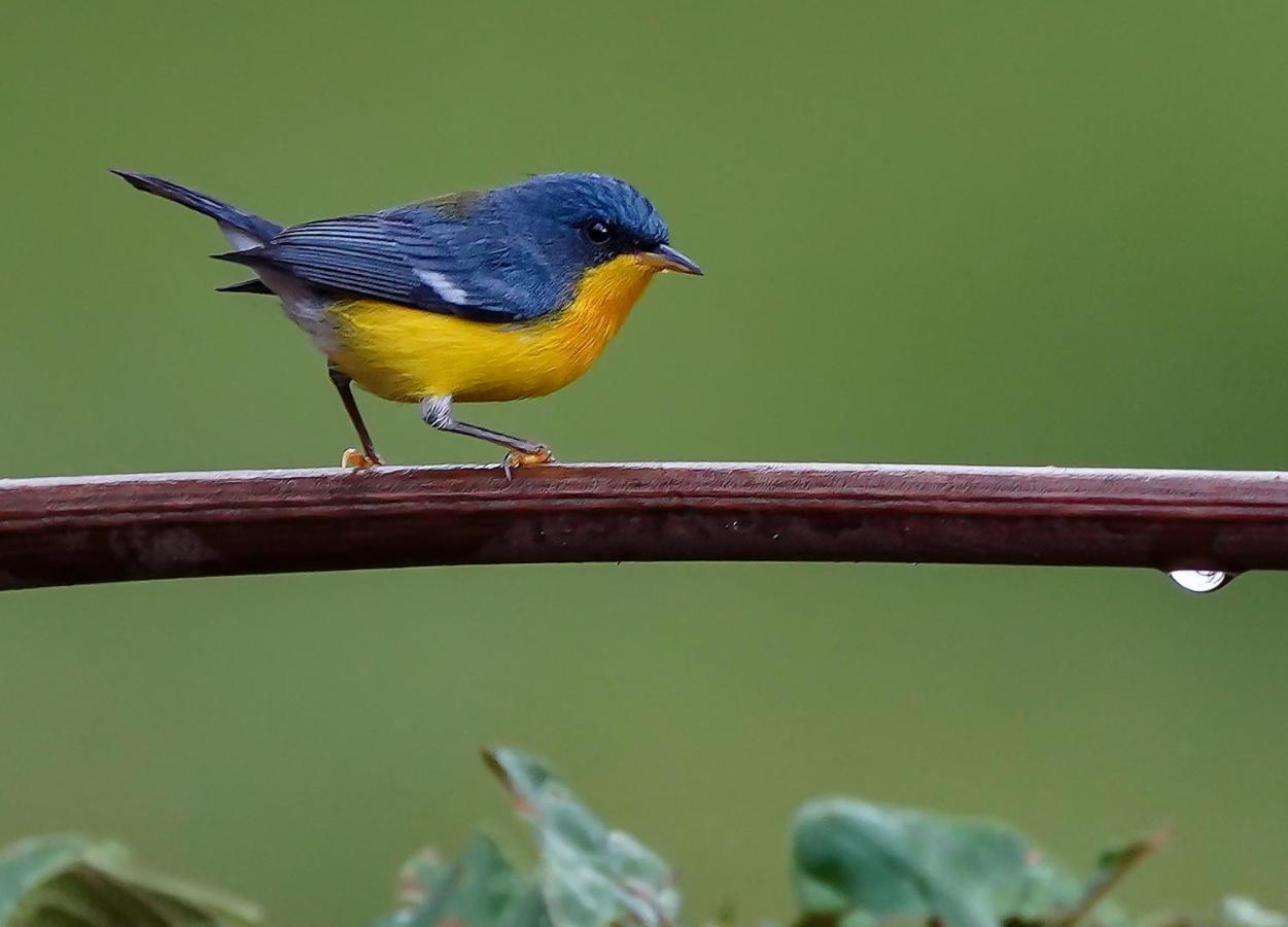 Arte De Plumas Birding Lodge Картаго Екстер'єр фото