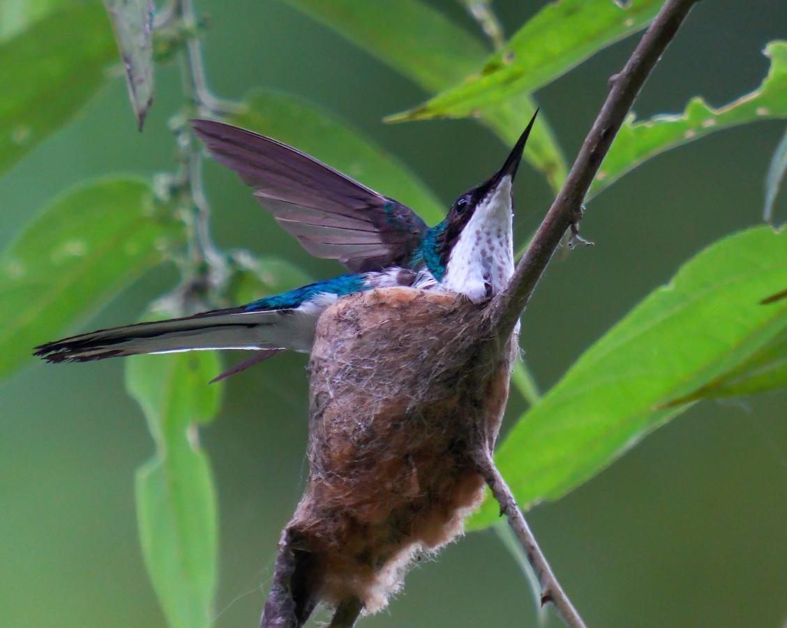 Arte De Plumas Birding Lodge Картаго Екстер'єр фото