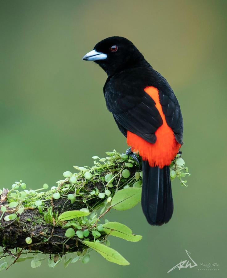 Arte De Plumas Birding Lodge Картаго Екстер'єр фото