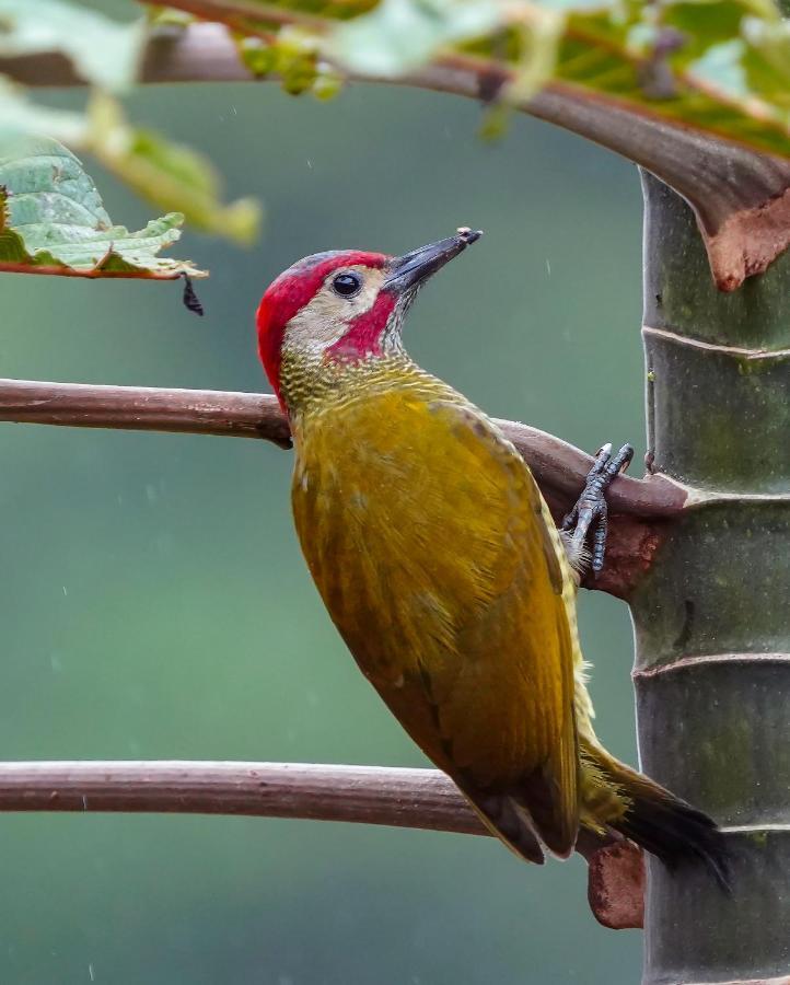 Arte De Plumas Birding Lodge Картаго Екстер'єр фото