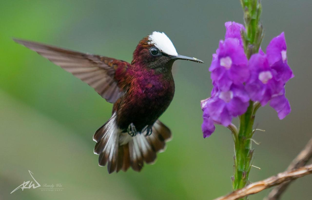 Arte De Plumas Birding Lodge Картаго Екстер'єр фото
