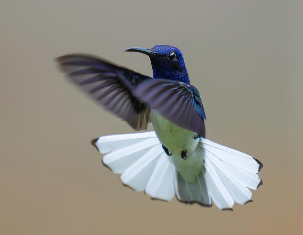 Arte De Plumas Birding Lodge Картаго Екстер'єр фото