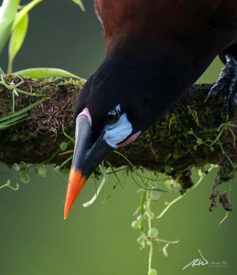 Arte De Plumas Birding Lodge Картаго Екстер'єр фото