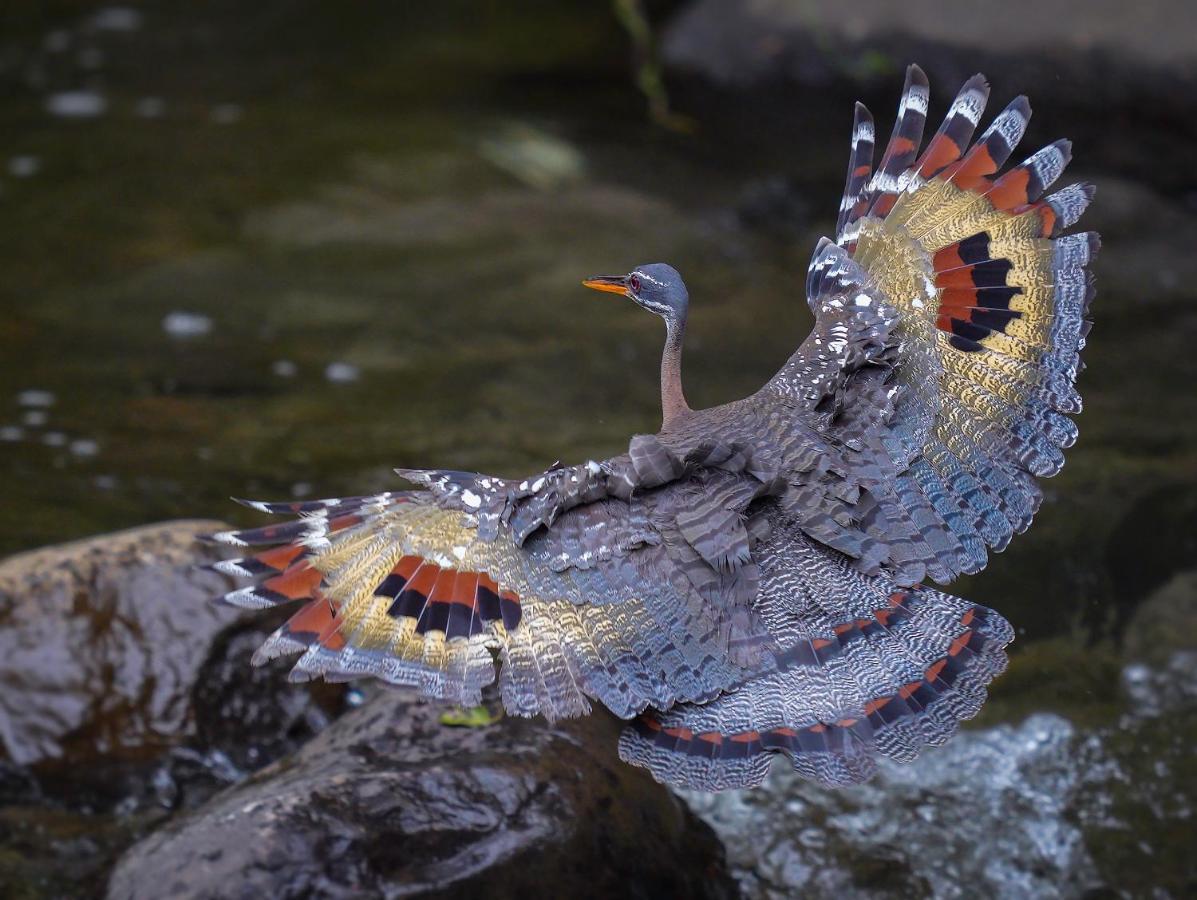 Arte De Plumas Birding Lodge Картаго Екстер'єр фото