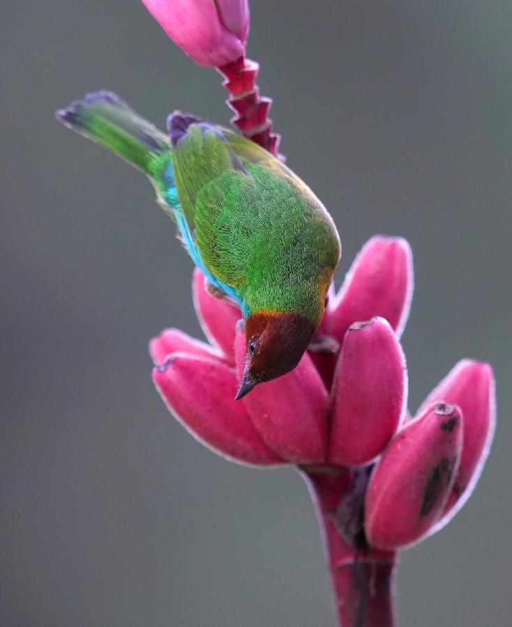 Arte De Plumas Birding Lodge Картаго Екстер'єр фото