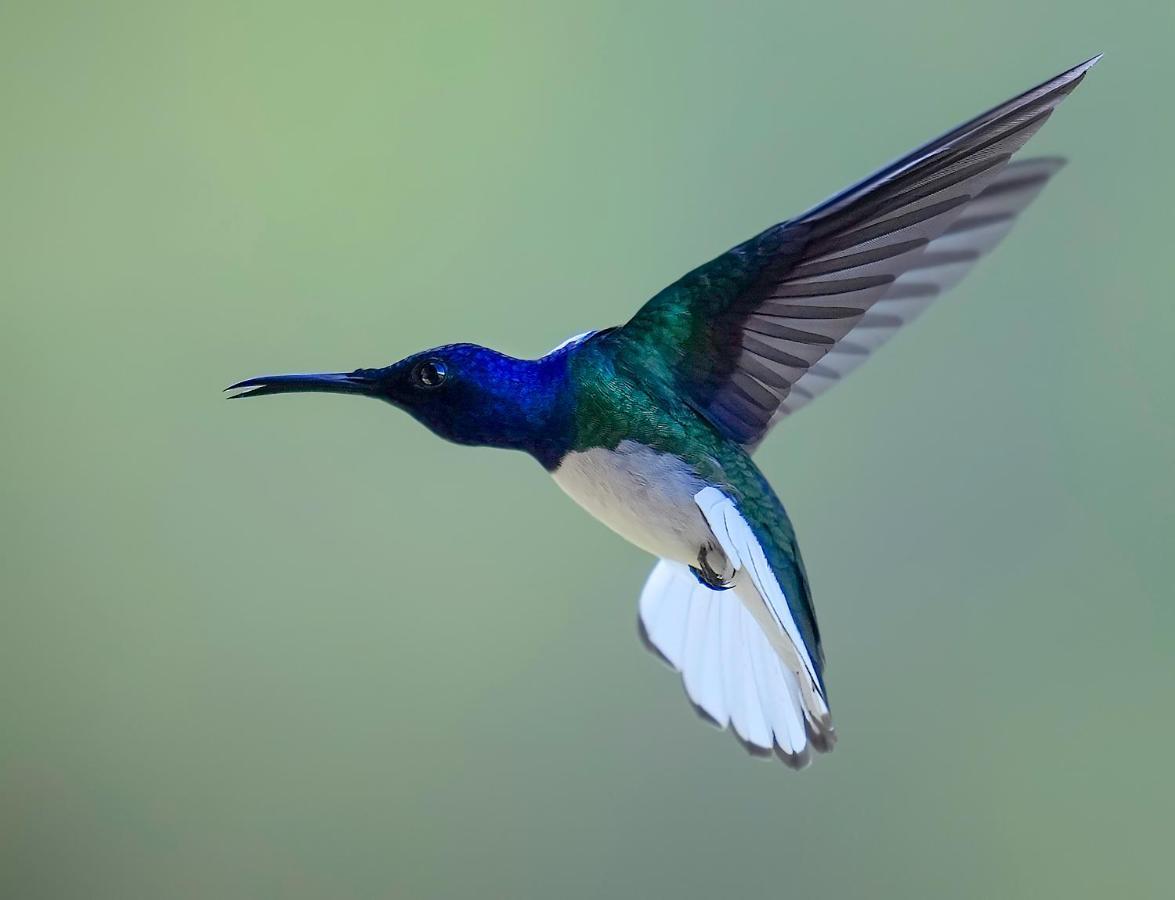 Arte De Plumas Birding Lodge Картаго Екстер'єр фото