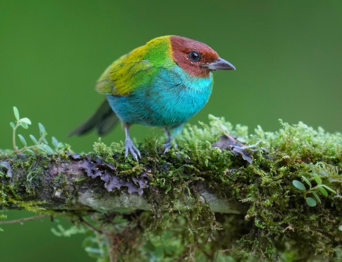 Arte De Plumas Birding Lodge Картаго Екстер'єр фото