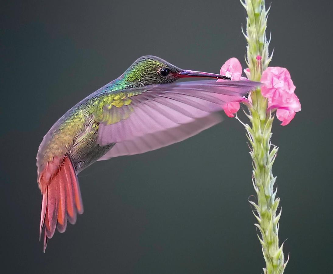 Arte De Plumas Birding Lodge Картаго Екстер'єр фото