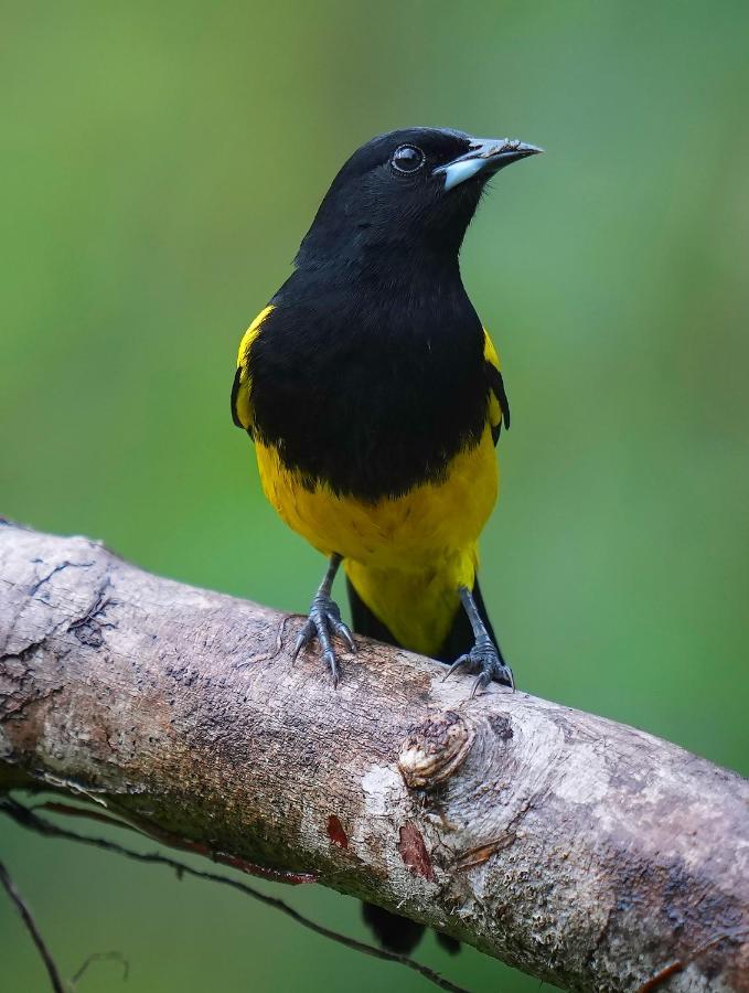 Arte De Plumas Birding Lodge Картаго Екстер'єр фото