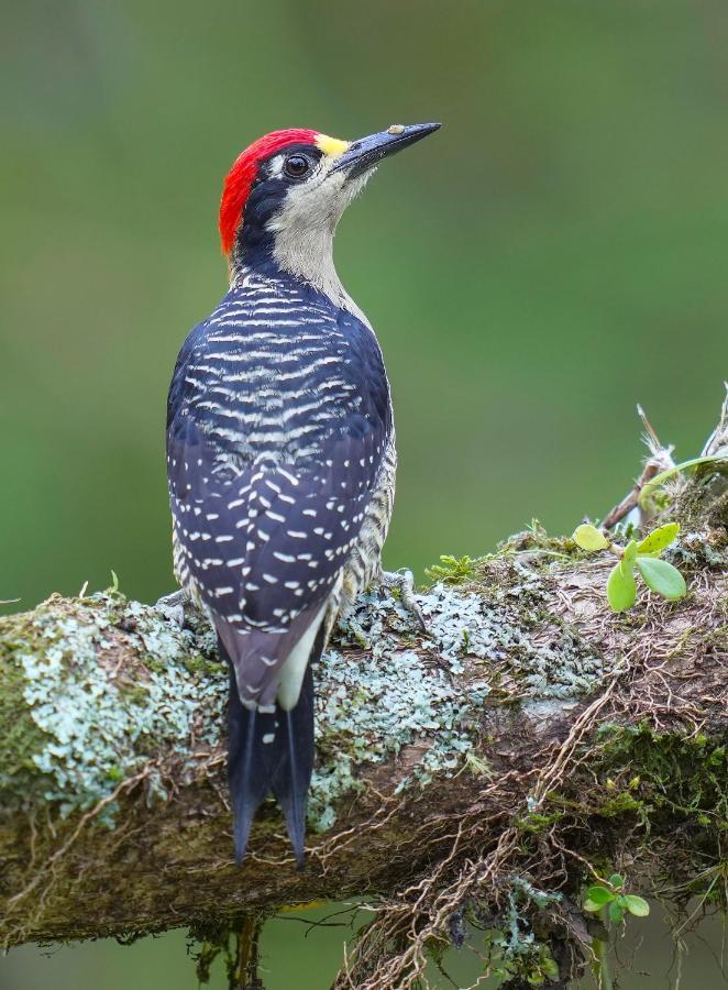 Arte De Plumas Birding Lodge Картаго Екстер'єр фото